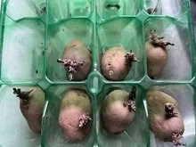 Photo of free Seed potatoes (Caldecott OX14) #1