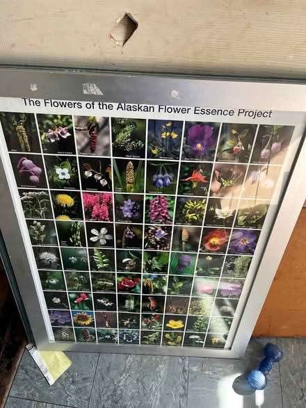 Photo of free Flower picture (Ipswich IP2) #1