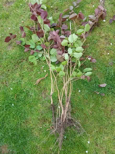 Photo of free Cob nut tree seedlings (Meldreth) #1
