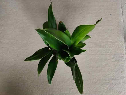 Photo of free Sansevieria (Bare LA4) #1