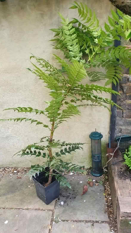 Photo of free Evergreen Mahonia plant (SW8 Oval Vauxhall) #1