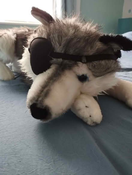 Photo of free Toy dog (Cam GL11) #2