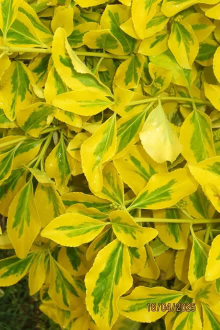 Photo of free Large Euonymus shrub (Little Welland WR13) #2