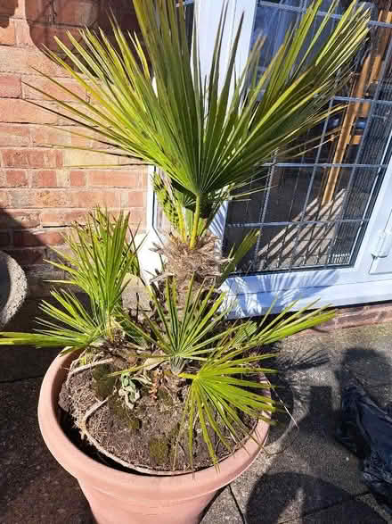 Photo of free Outdoor palm plant (Banners Gate B73) #1