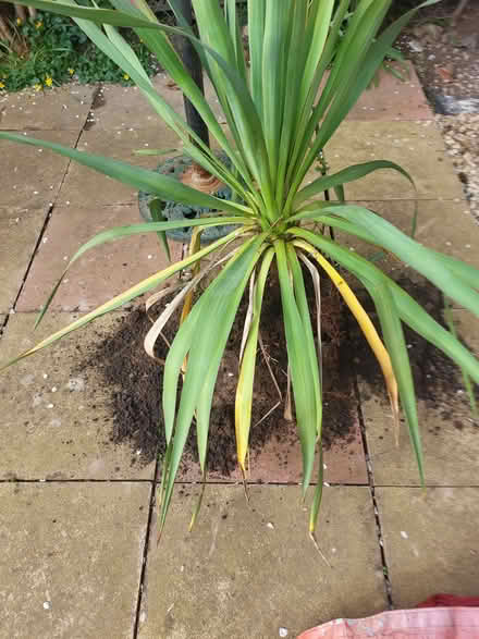 Photo of free large plant grown too big for my pots (Monkmoor SY2) #1
