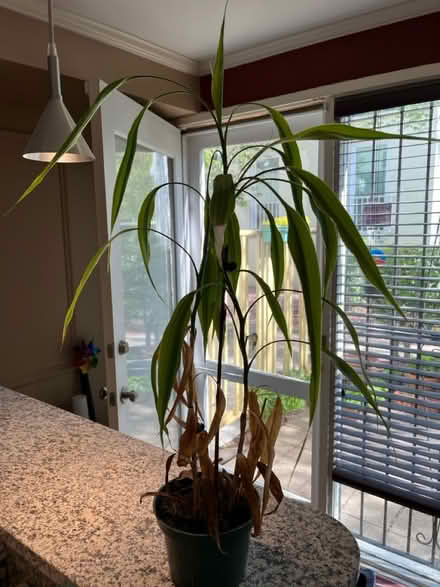 Photo of free plant (SW DC) #1