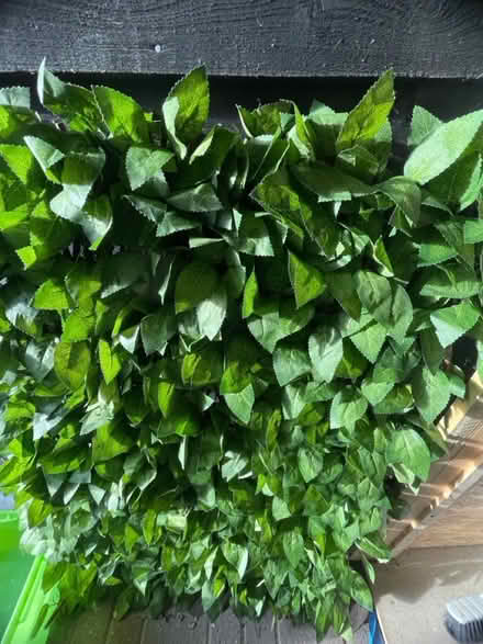 Photo of free Artificial birch trellis x 2 (IP7) #2