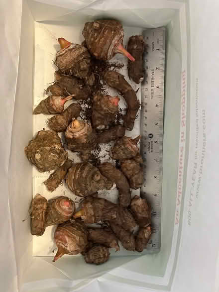 Photo of free Elephant Ear bulbs-small sizes (Westland - Palmer/Hannan) #1