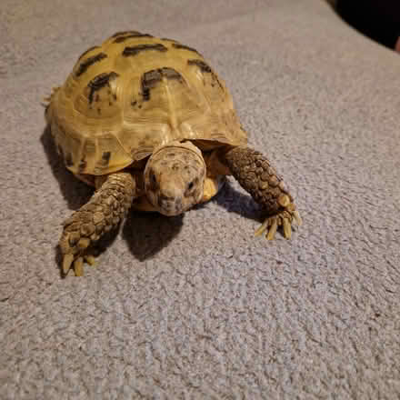 Photo of Merseyside reptile rescue (L13) #2