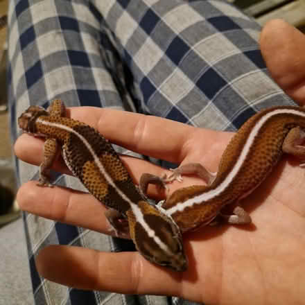 Photo of Merseyside reptile rescue (L13) #3