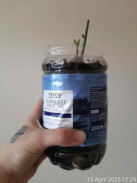 Photo of free Sprouted avocado seed 🥑 (Edgwarebury Lane) #2