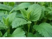 Photo of free Lemon Balm Plants (Orgreave S13) #1