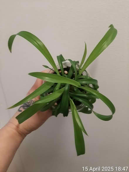 Photo of free Baby curly spider plant 'Bonnie' 🌱 (Edgwarebury Lane) #2
