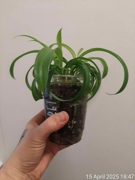 Photo of free Baby curly spider plant 'Bonnie' 🌱 (Edgwarebury Lane) #1