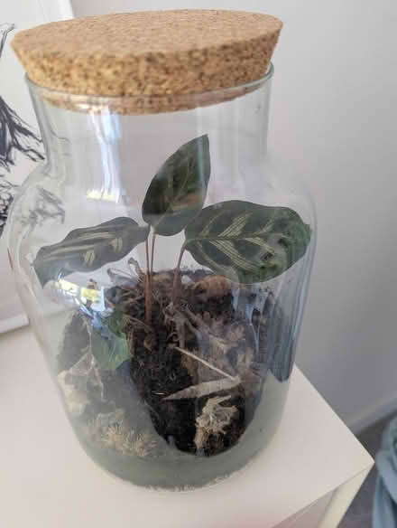 Photo of free Struggling Terrarium (SE16) #3