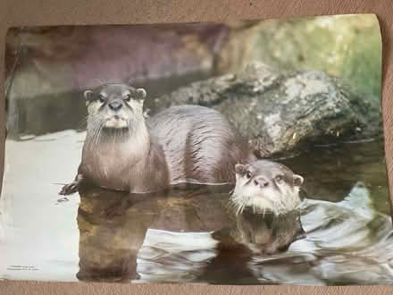 Photo of free Animal posters (Parkstone BH14) #1