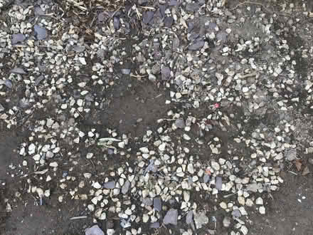 Photo of free Gravel (Catton NR6) #2