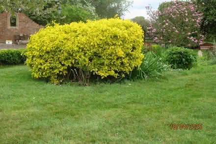 Photo of free Large Euonymus shrub (Little Welland WR13) #1