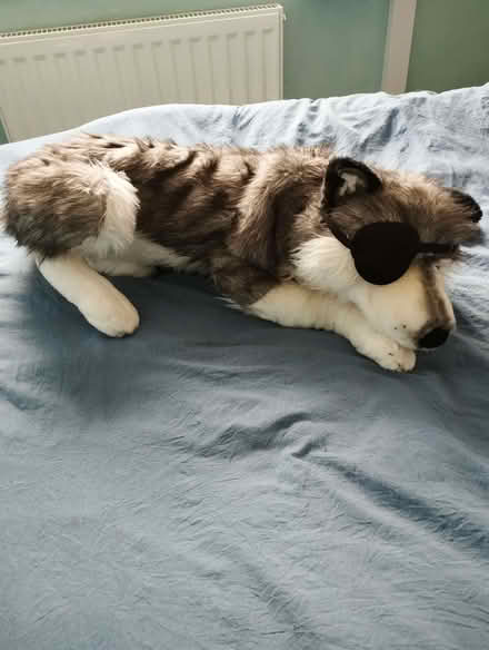 Photo of free Toy dog (Cam GL11) #3