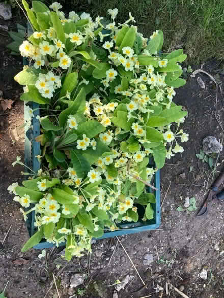 Photo of free Yellow Primroses (East Mersea CO5) #1