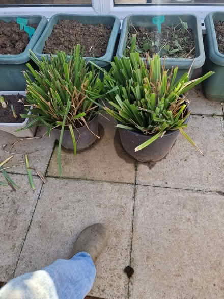 Photo of free A Mature Weeping Sedge (CT21) #2