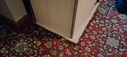 Photo of free Red Axminster carpet (DE24) #3