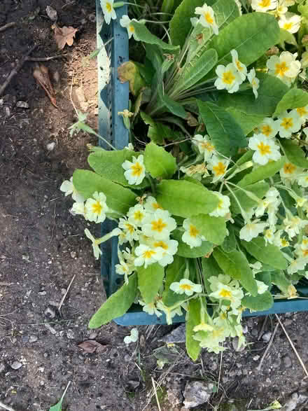 Photo of free Yellow Primroses (East Mersea CO5) #3