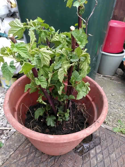 Photo of free Raspberry tree (Warton LA5) #1