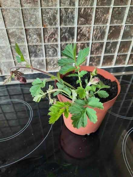 Photo of free Geum Rivale (Morden SM4) #3