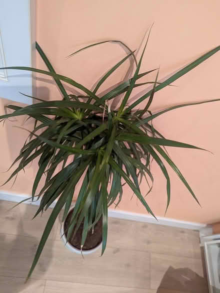 Photo of free Dracena plant (SE16) #2