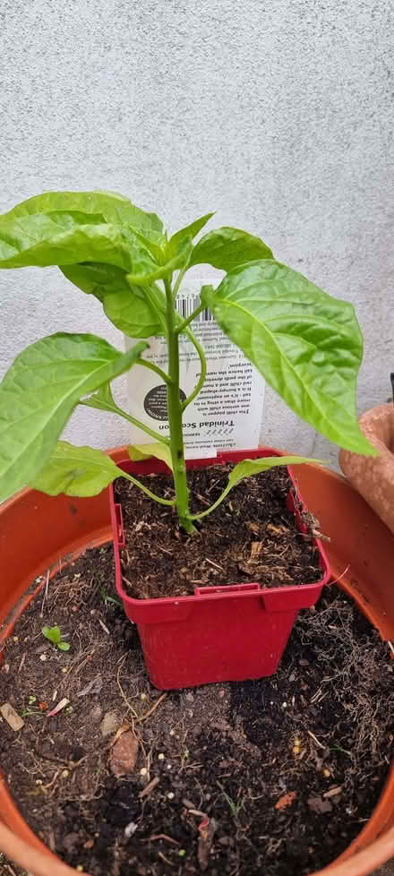 Photo of free Very hot chilli plant (Wilmslow SK9) #2