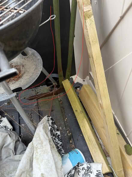 Photo of free Garden cutting tool (Lye Valley OX3) #1