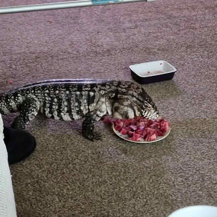 Photo of Merseyside reptile rescue (L13) #1