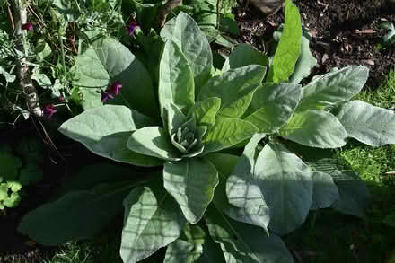 Photo of free Verbascum / mullein young plants (Hatfield AL10) #3