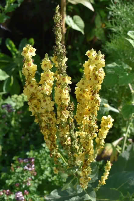Photo of free Verbascum / mullein young plants (Hatfield AL10) #2