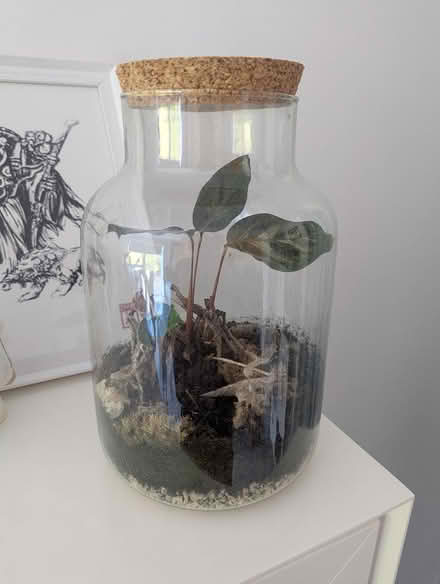Photo of free Struggling Terrarium (SE16) #2