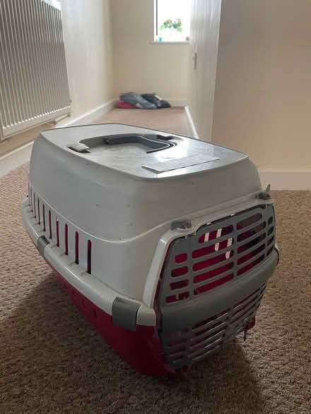 Photo of free Small animal carrier (Lady Bay NG2) #2