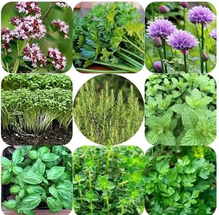 Photo of Herb plants (Congleton CW12) #1