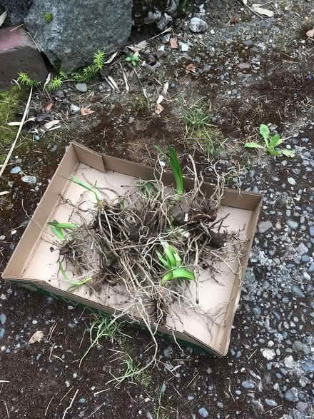 Photo of free Agapanthus tubers (Wallingford) #1