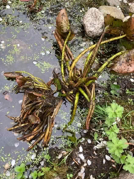Photo of free Water Lily (Goodmayes IG3) #1