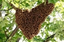 Photo of free Hone Bee Swarm Removal and Rehoming (Horsham) #2