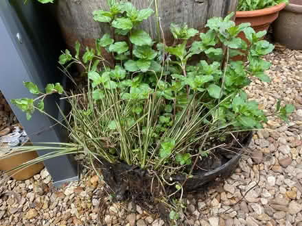 Photo of free Pond Mint Plant in Pond Planter (Thurcaston LE7) #1