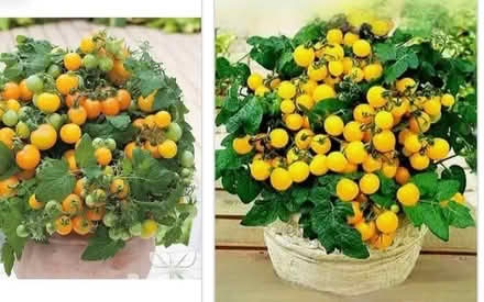 Photo of Tomato plants (Congleton CW12) #3