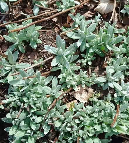 Photo of free Pearly everlasting plant (AB22) #1