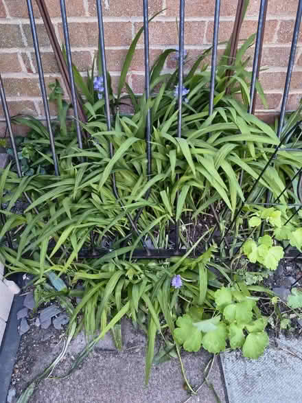 Photo of free Crocosmia (Fiveways Brighton) #1