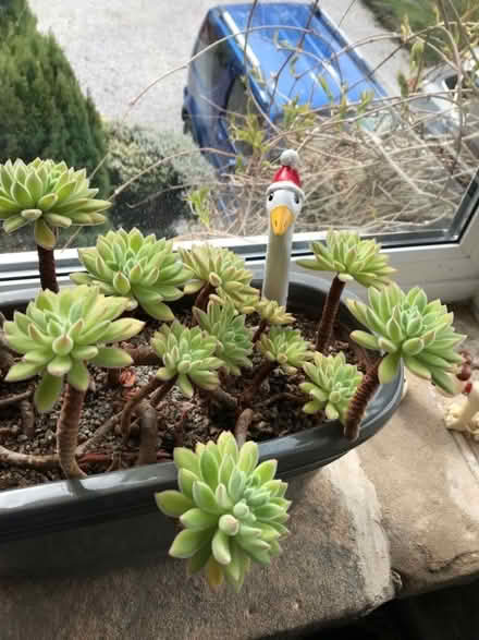 Photo of free Succulent plants (Tinkersley DE4) #1