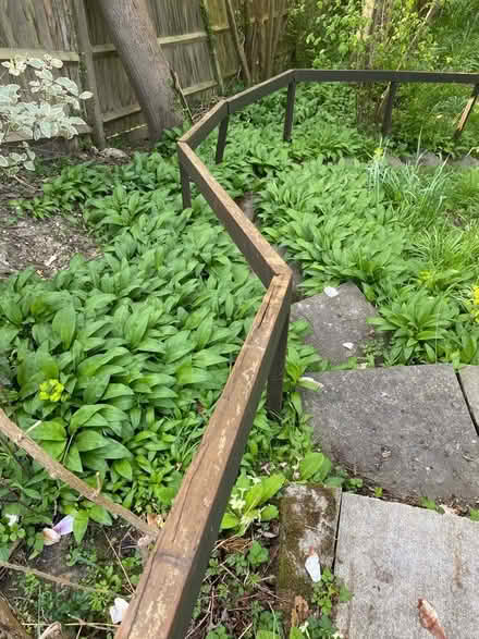 Photo of free Wild garlic (Burghfield Common RG7) #1