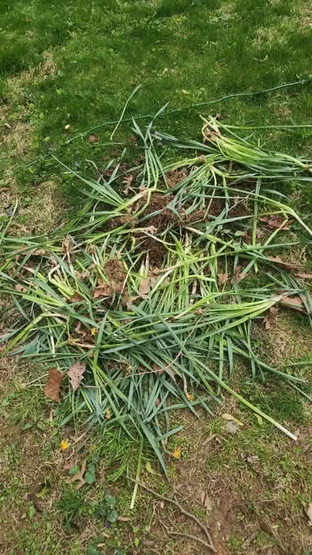 Photo of free daffodils (Potomac md) #1