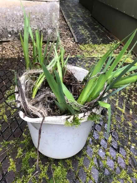 Photo of free Pond iris plants - blue (Lyncombe) #1