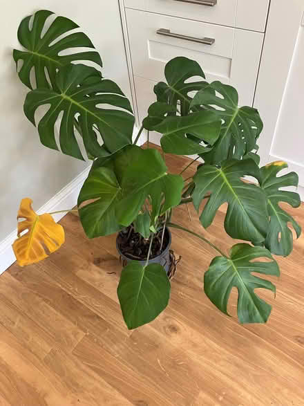 Photo of free Swiss cheese plant (Abingdon-on-Thames OX14) #1